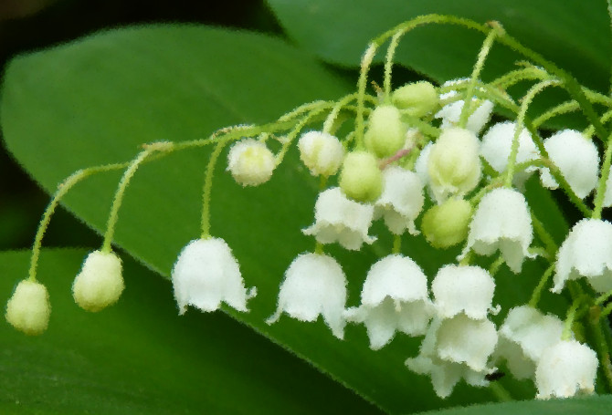 muguet003draw_x670