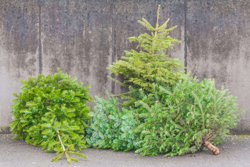 sapins