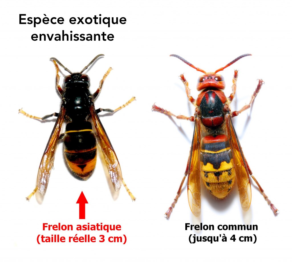 frelon-asiatique